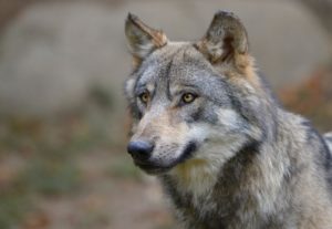 PARC ANIMALIER LOUP