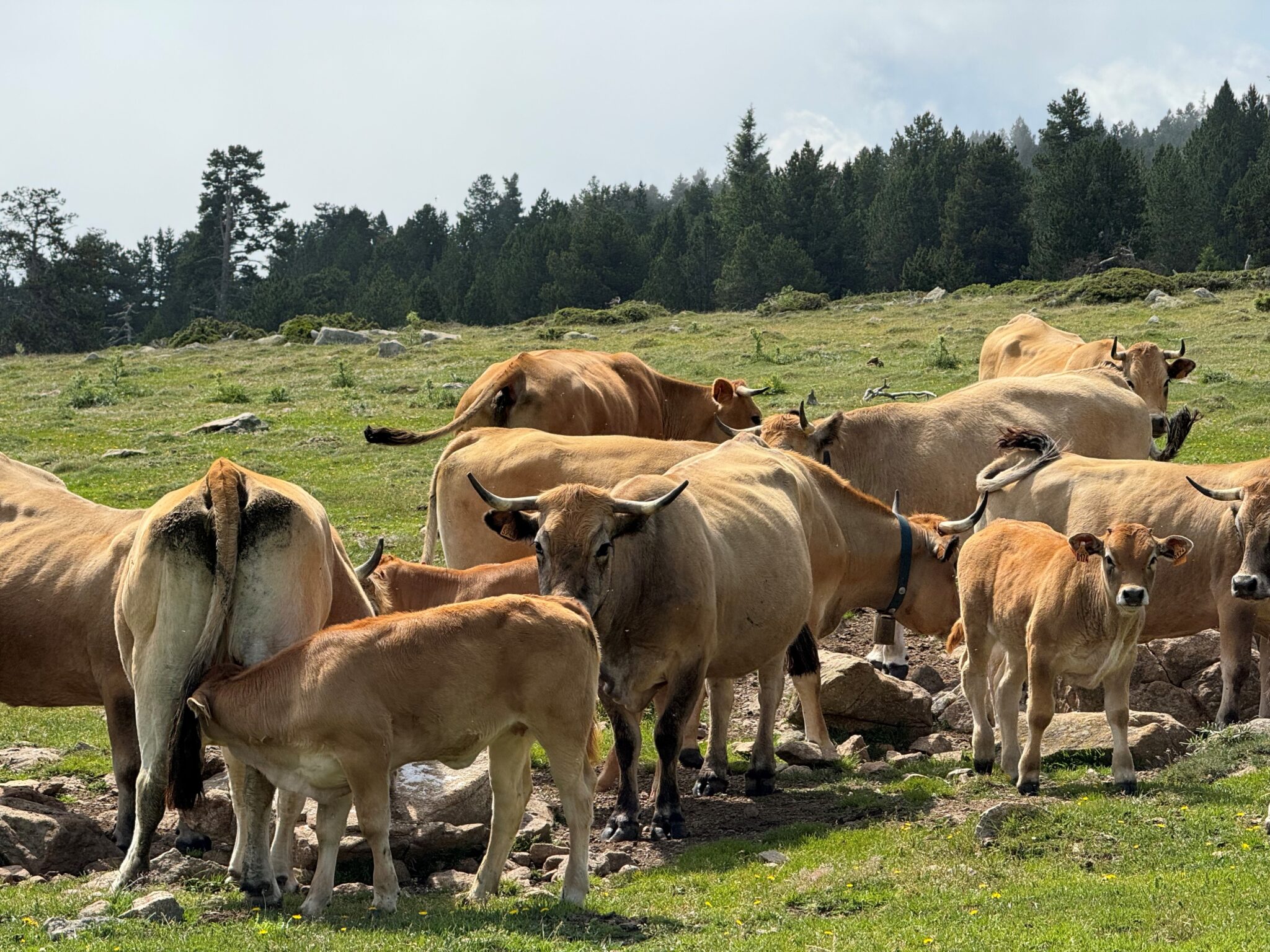 Sentier Pastoral de Gagnade