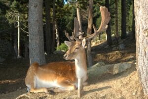 parcanimalierlesangles8