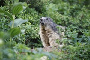 parcanimalierlesangles4