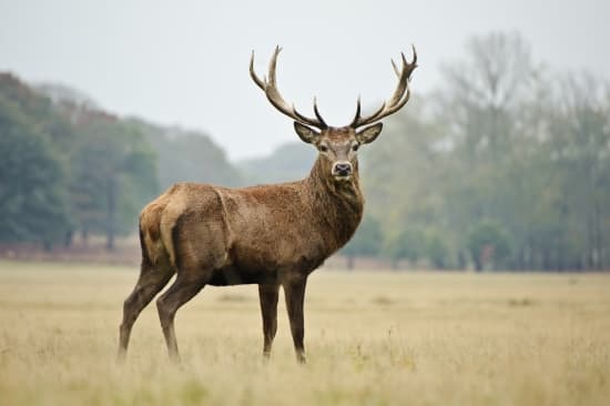 1314981 Cerf