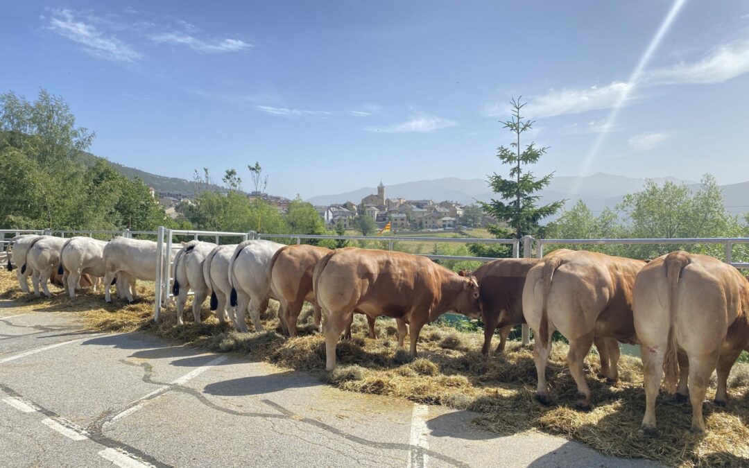 FOIRE AUX BESTIAUX