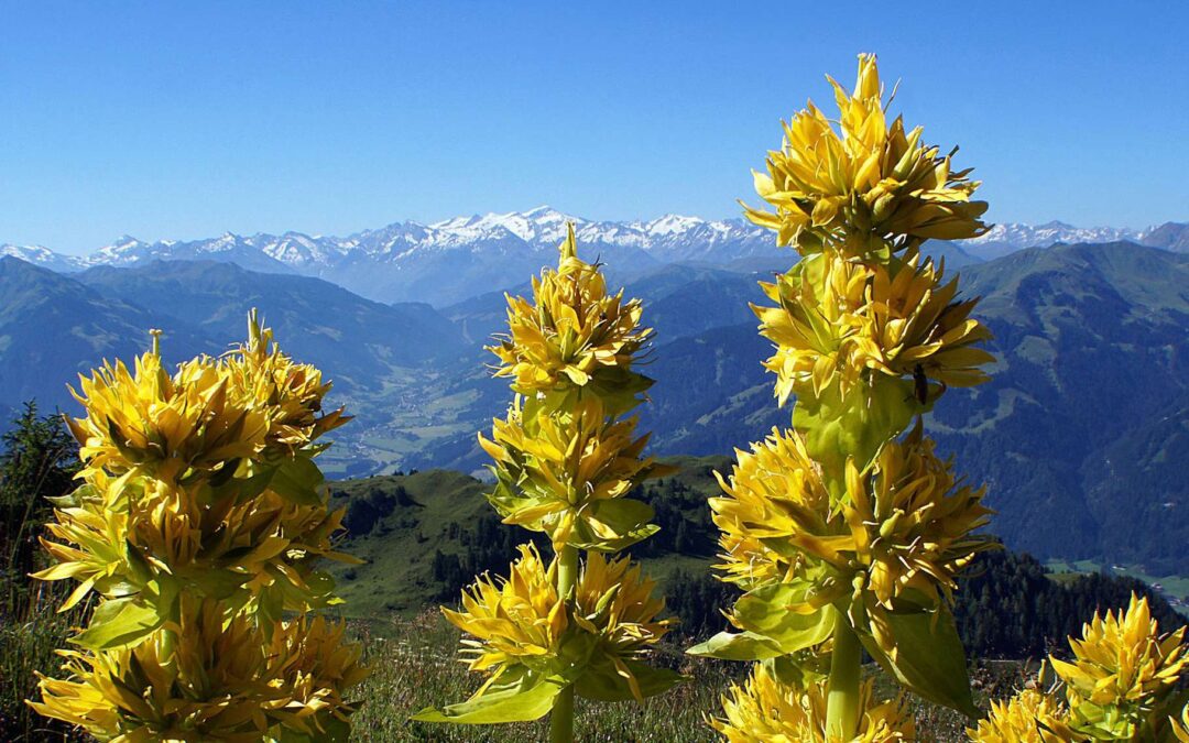 DECOUVERTE DES PLANTES MEDICINALES