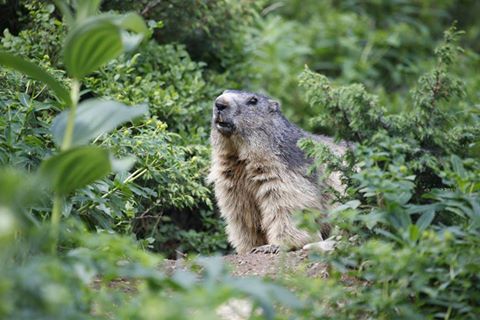 13631612_1076618372420297_335420722306155048_n