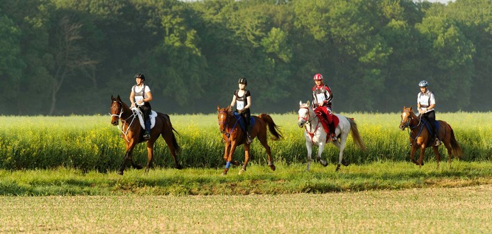 course-endurance-equestre-2